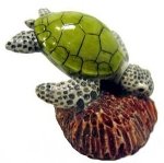 Turtle on Coral